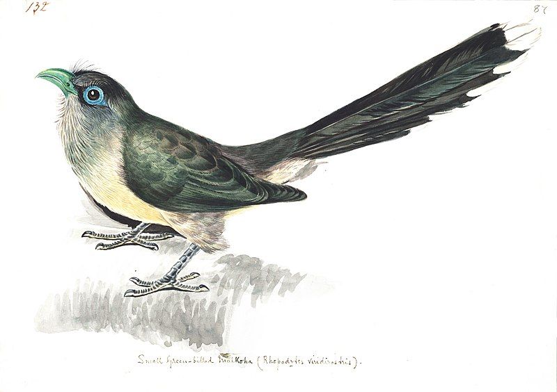 File:Smallgreenbilledmalkoha Gwillim.jpg