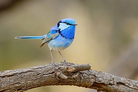 Splendid fairywren, by JJ Harrison