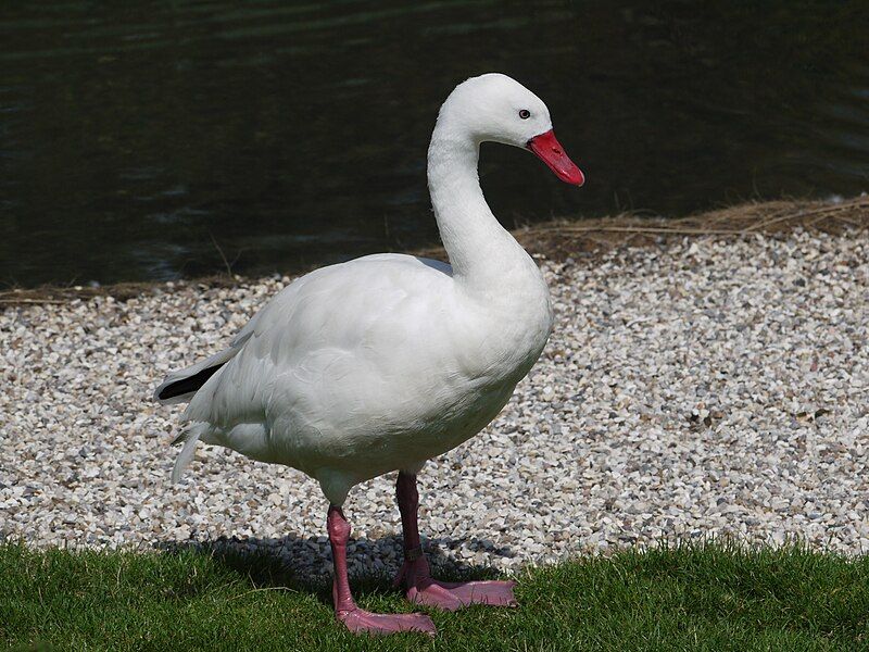 File:Swan 1000802.JPG