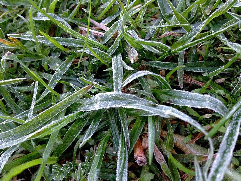 File:Sydneyfrost.jpg