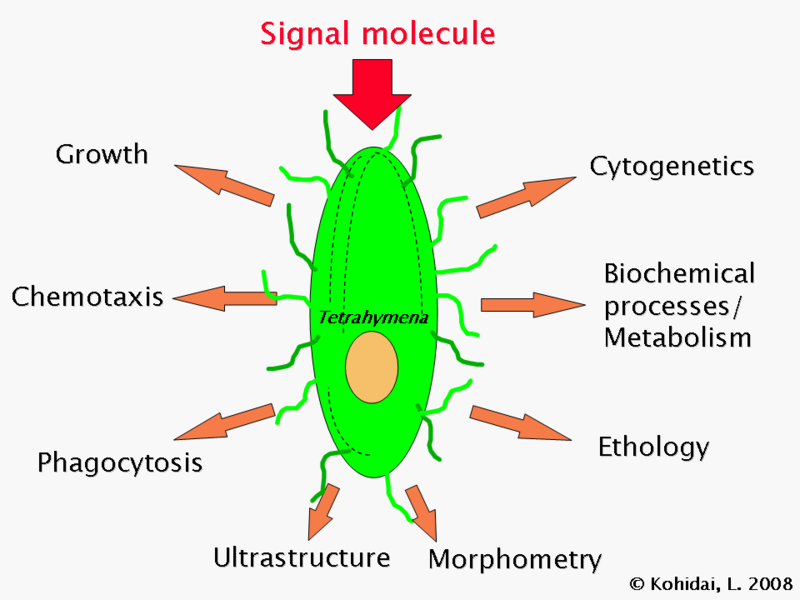 File:Tetrahymena-research.png