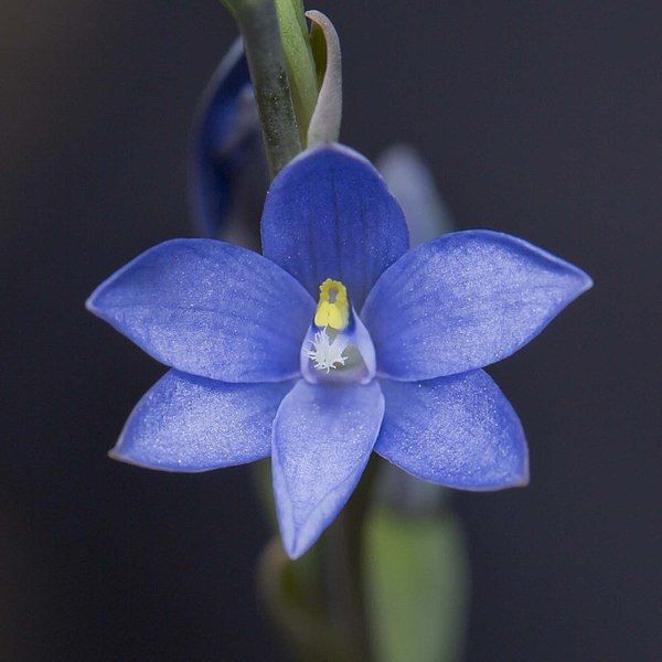 File:Thelymitra longiloba.jpg