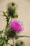 File:Thistle4.jpg (Thistle)