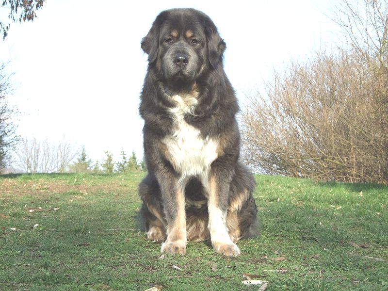 File:Tibetian Bandog.JPG