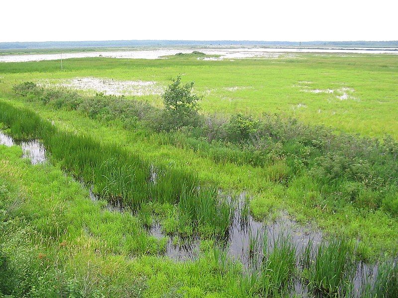 File:Tiny Marsh.JPG