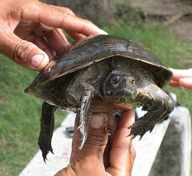 File:Trachemys stejnegeri01.jpg