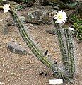 Trichocereus lucernatus