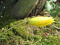 Tulipa sylvestris flower closed