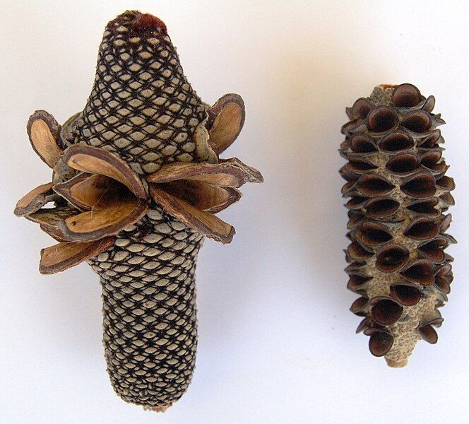 File:Two Banksia cones.jpg