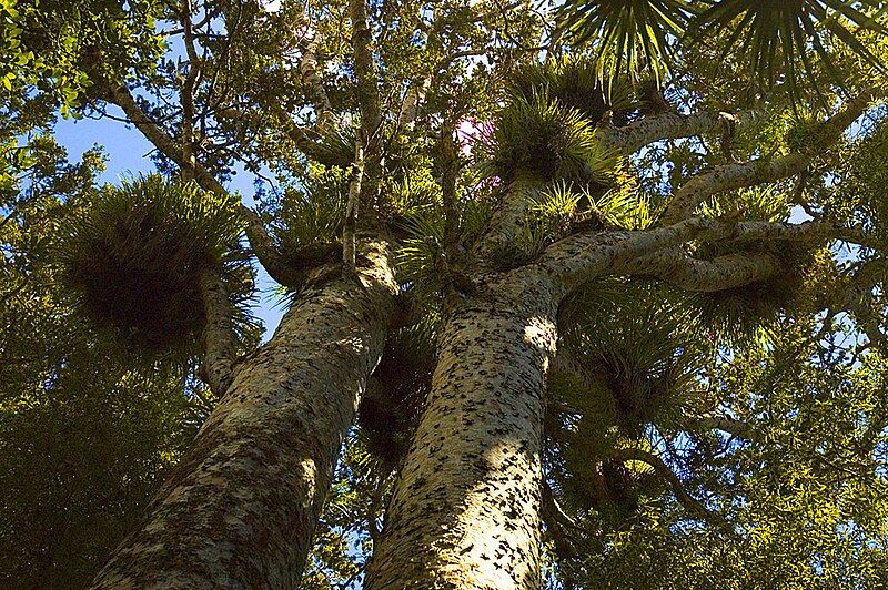 File:Two Kauri Trees.jpg