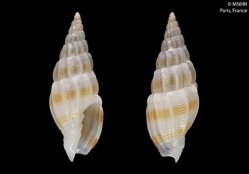 File:Vexillum fuscovirgatum (MNHN-IM-2000-25168).jpeg