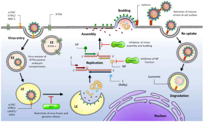 File:Viruses-12-00784-g003.png