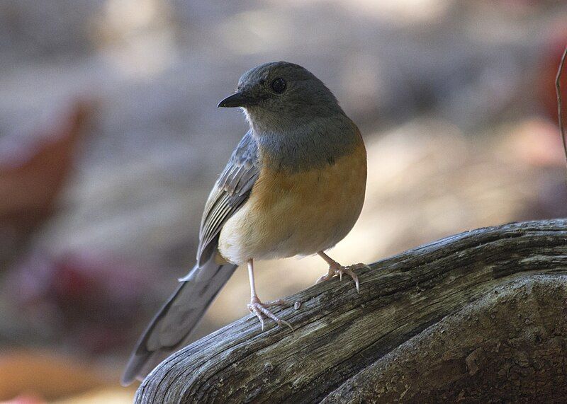 File:White-rumped shama2.jpg