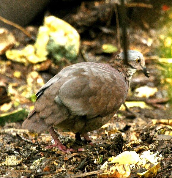 File:White-throatedQuail-Dove.jpg