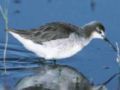 Wilson's Phalarope