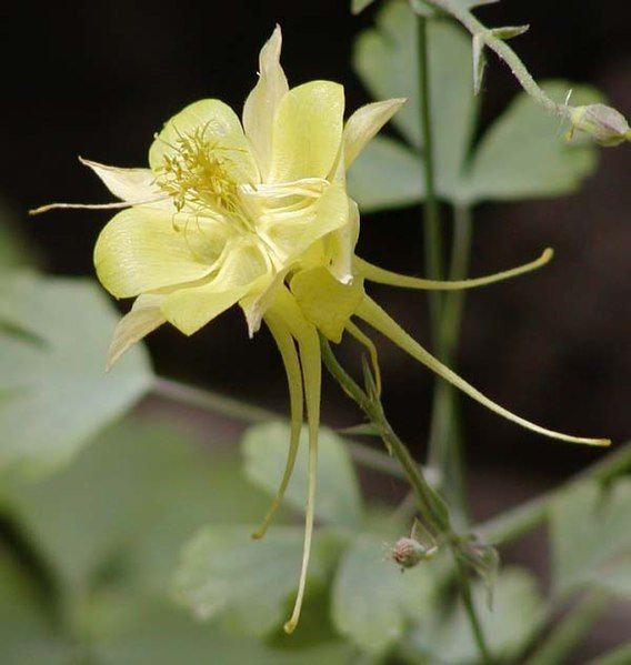 File:Yellow columbine close.jpg