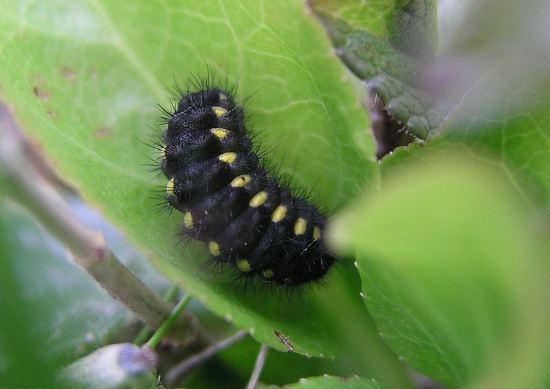 File:Zygaena exulans Raupe.jpg