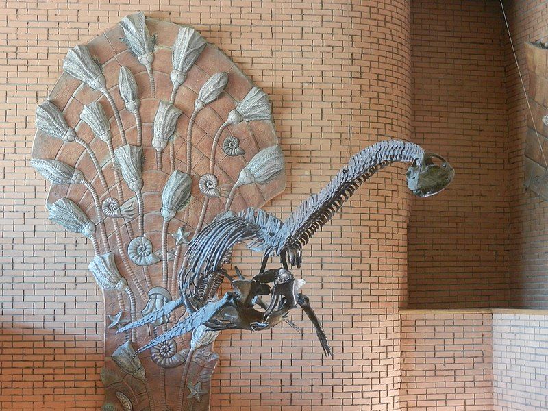 File:Скелет Wellesisaurus sudzuki.jpg