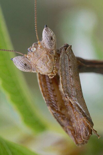 File:1500leafmantis closecropDSC4637 DxO.jpg