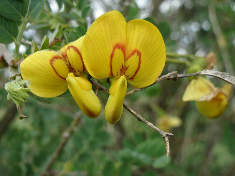 File:20140515Colutea arborescens02.jpg