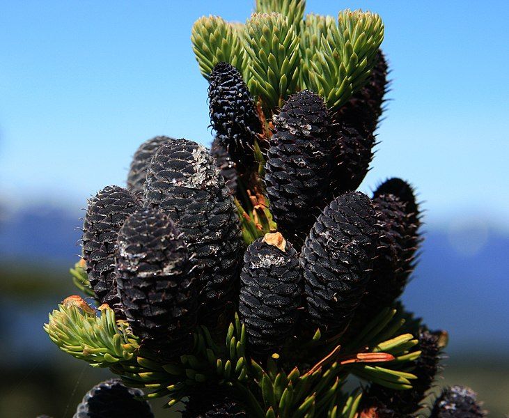 File:Abies lasiocarpa youngcones.jpg