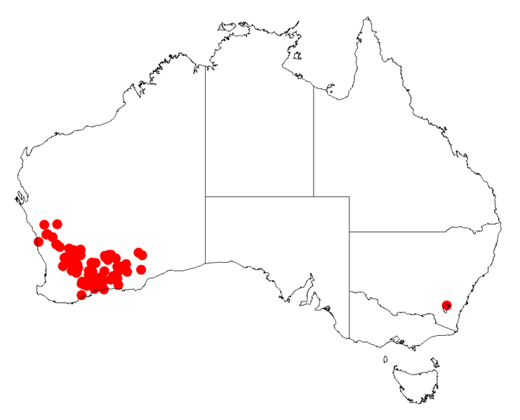 File:Acacia chrysellaDistMap184.png