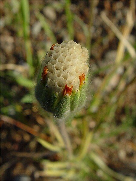 File:Achyrachaena mollis 002.jpg