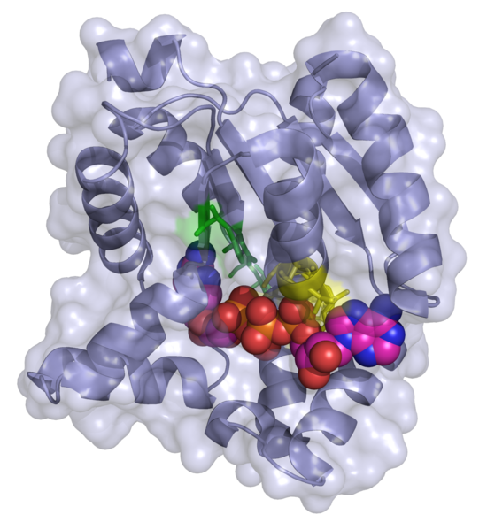 File:Adenylate kinase 2C95.png