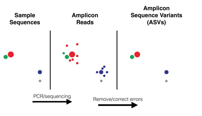 File:Amplicon Sequence Variants.png