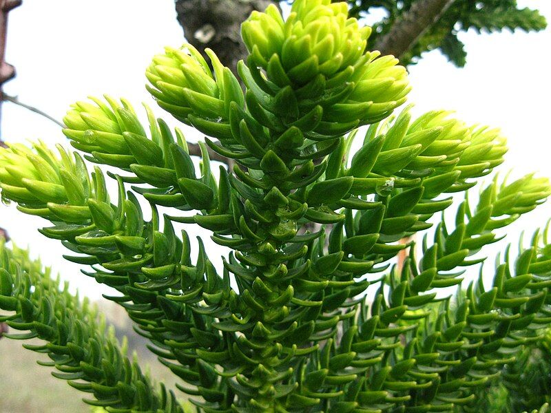 File:Araucaria laubenfelsii.JPG