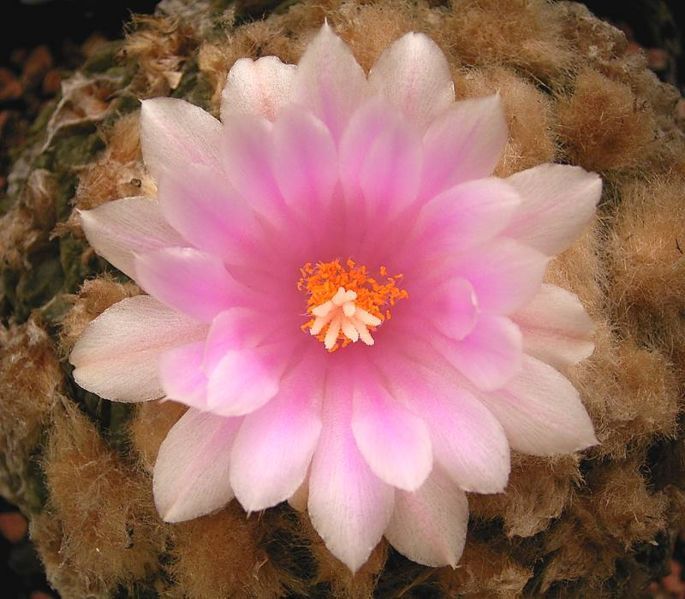 File:Ariocarpus fissuratus3 ies.jpg