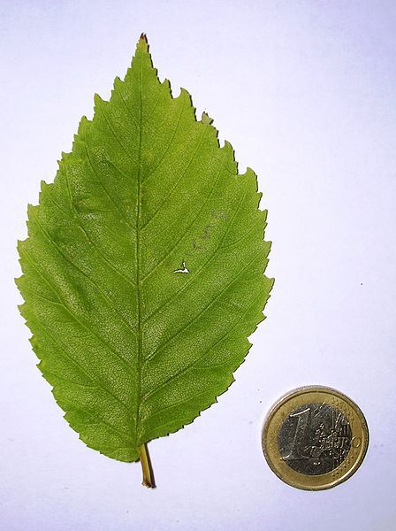 File:Arno leaf.JPG