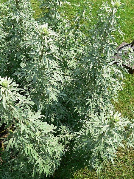 File:Artemisia absinthium P1210748.jpg