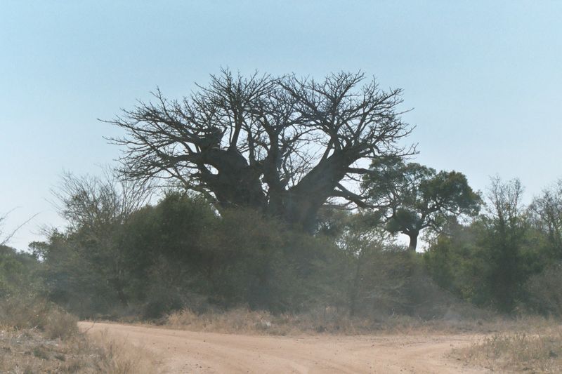 File:Baobab Kruger 2003.jpg