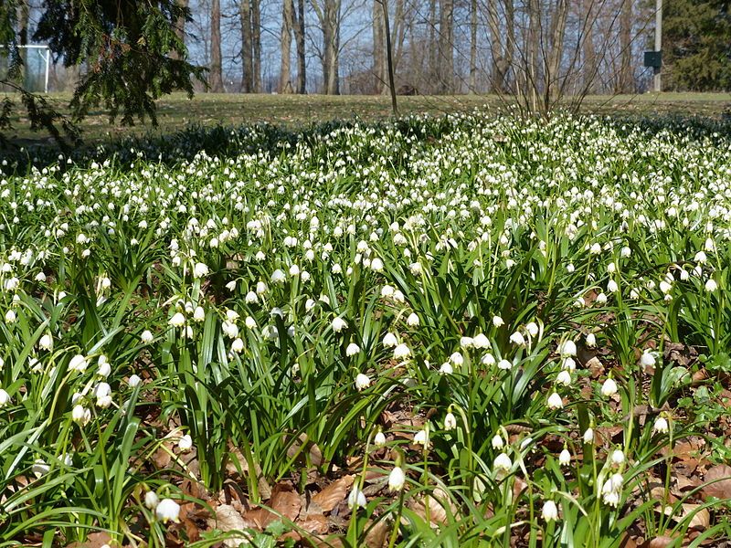 File:Behrenhoff Park Märzenbecher.JPG