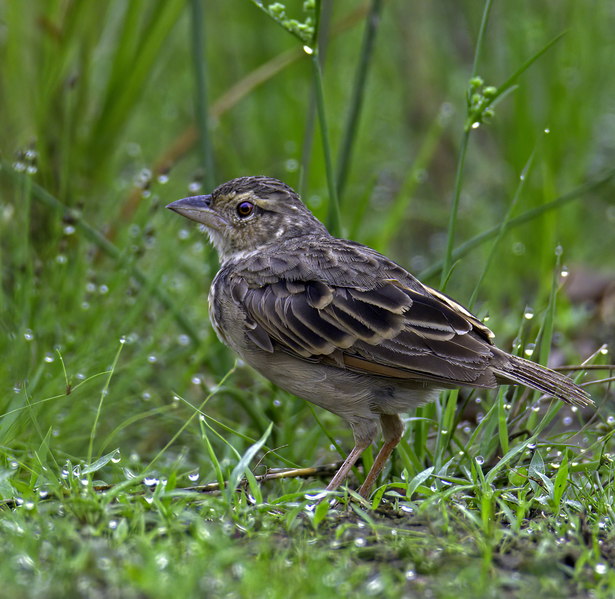 File:Bengal Bush Lark.png