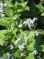 Brunnera macrophylla