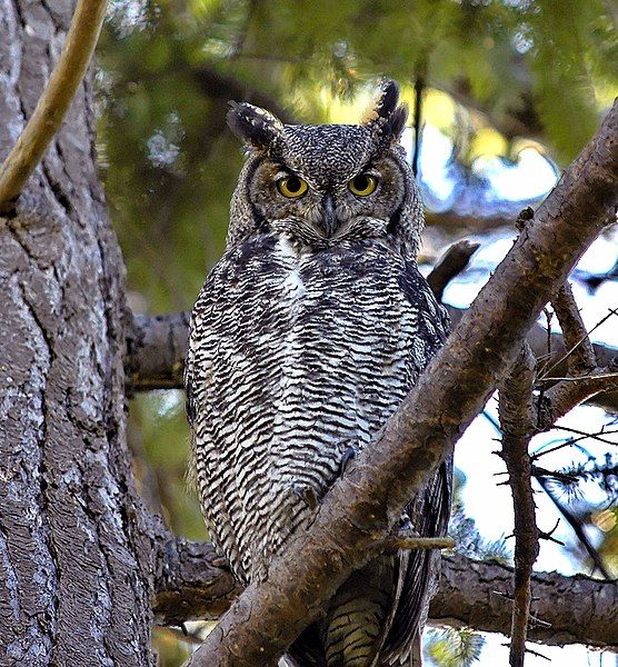 File:Bubo virginianus -Canada-6.jpg