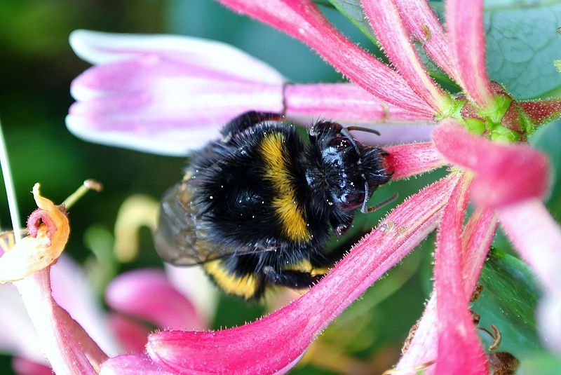 File:Bumble bee biting.JPG