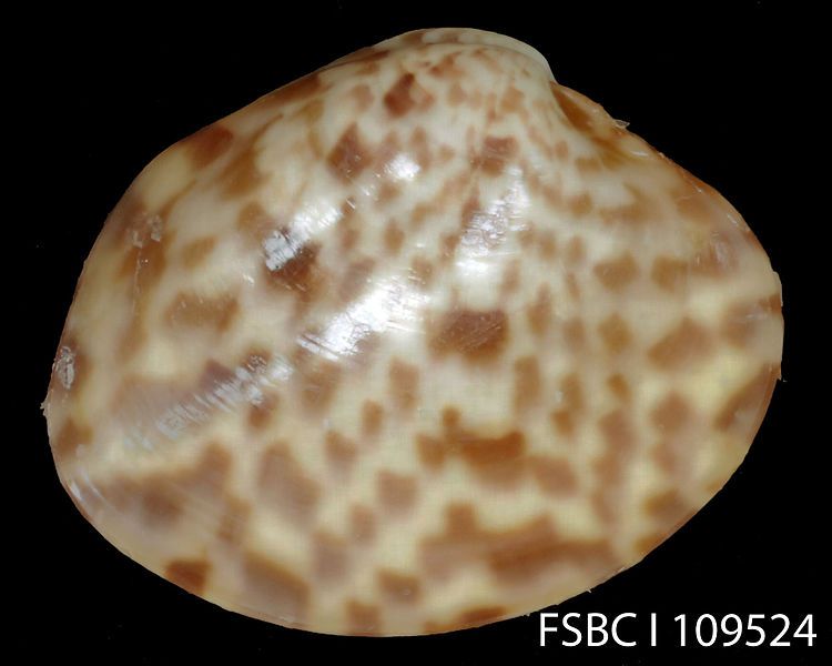 File:Calico Clam (11670782353).jpg