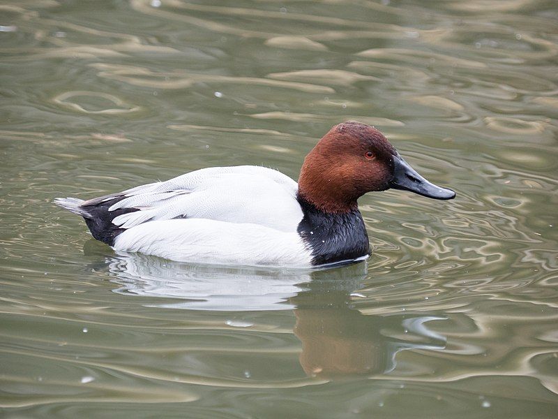 File:Canvasback.jpg