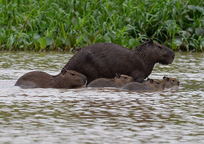 File:Capybara swimming.jpg