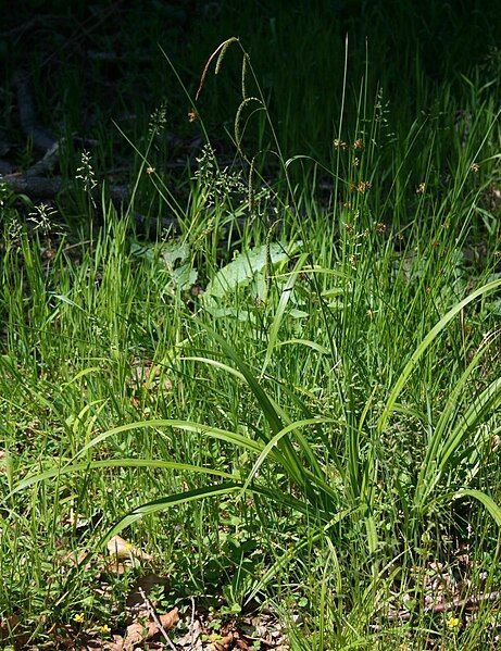 File:Carex pendula 1.jpg