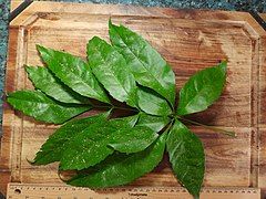 Compound leaf, upper side, with 13 leaflets