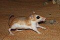 Cheesman's Gerbil photographed at Abaad Woods, Near Al Ain, Abu Dhabi, UAE.