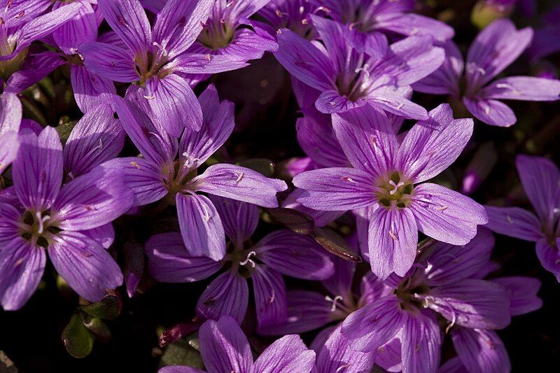 File:Claytonia scammaniana (7833425552).jpg