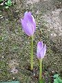 Colchicum bormuelleri