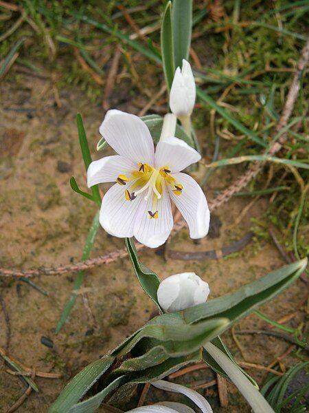 File:Colchicum hungaricum flower2.jpg