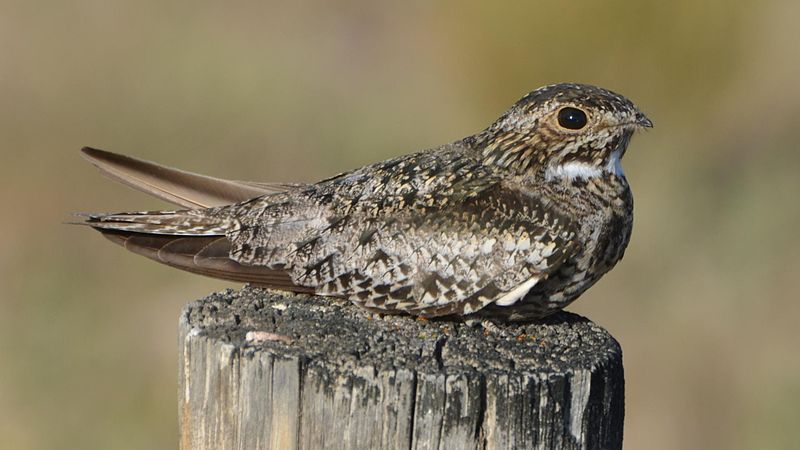 File:Common Nighthawk (14428313550).jpg