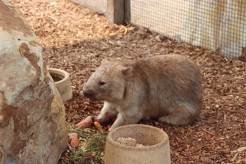 File:Common Wombat 1.jpg